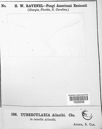 Tubercularia ailanthi image